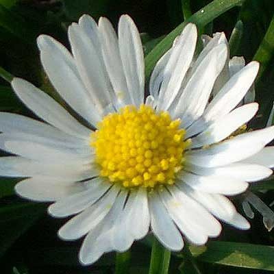 Mathe Fibonacci 34